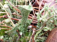 Cladonia grayi