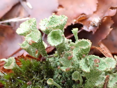 Cladonia grayi