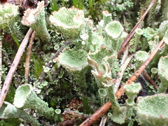 Cladonia grayi