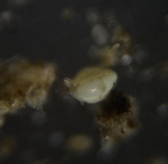 Quinqueloculina