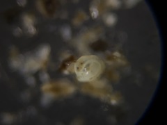 Quinqueloculina