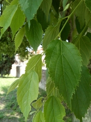 Celtis australis