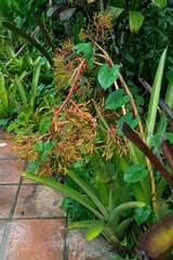 Aechmea leptantha