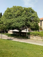 Celtis australis