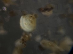Quinqueloculina