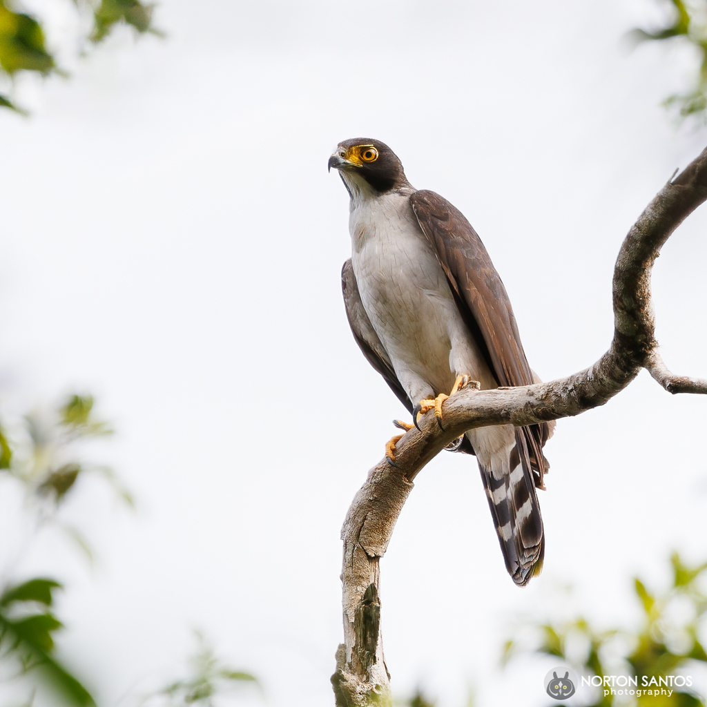 Gray-bellied Hawk photo