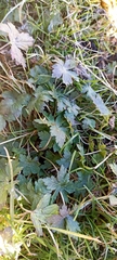 Geranium nepalense