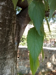Celtis australis