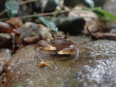 Nanhaipotamon aculatum