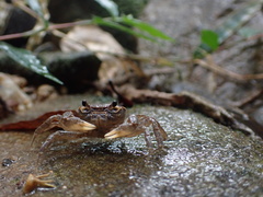 Nanhaipotamon aculatum