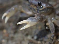 Nanhaipotamon aculatum