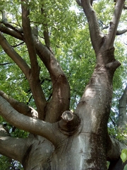 Celtis australis