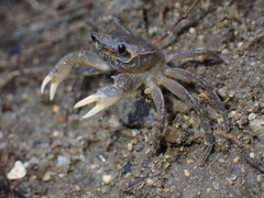Nanhaipotamon aculatum