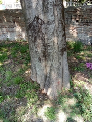 Celtis australis
