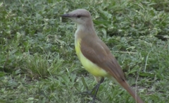 Machetornis rixosa