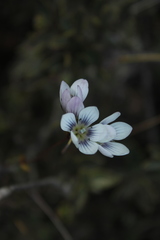 Gentianella corymbosa