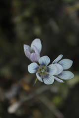 Gentianella corymbosa