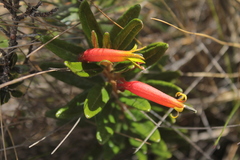 Siphocampylus columnae