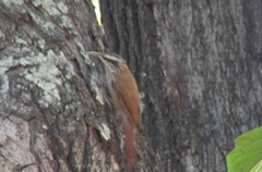 Lepidocolaptes angustirostris