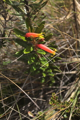 Siphocampylus columnae