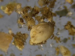 Quinqueloculina