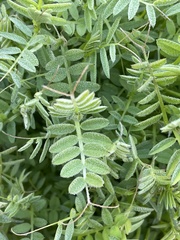 Vicia benghalensis