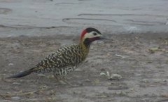 Colaptes melanochloros