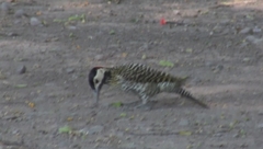 Colaptes melanochloros