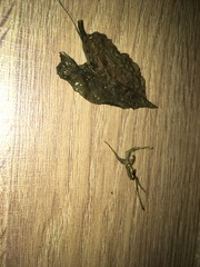 Gonolobus cteniophorus