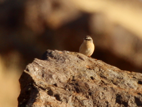 Brown Accentor (Prunella fulvescens), photo 9