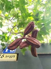 Magnoliopsida