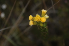 Monticalia corymbosa