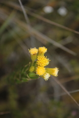 Monticalia corymbosa