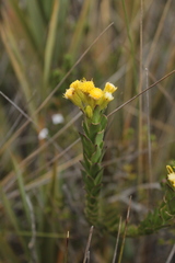 Monticalia corymbosa