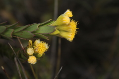 Monticalia corymbosa