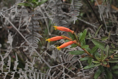 Siphocampylus columnae