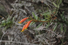 Siphocampylus columnae