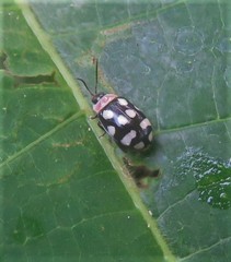 Alagoasa trifasciata