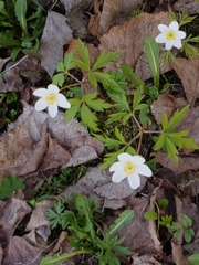 Anemonoides nemorosa