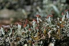 Cladonia parasitica