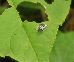 Peridinetus irroratus