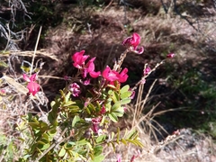 Pyranthus alasoa