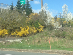 Forsythia × intermedia