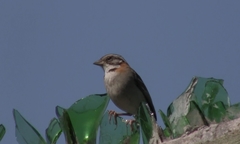 Zonotrichia capensis