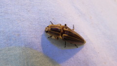 Semiotus ligneus image