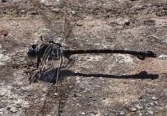 Ceratogomphus triceraticus