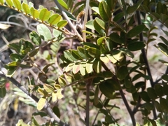 Pyranthus alasoa