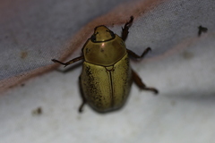 Pelidnota virescens