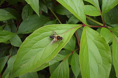 Helophilus eristaloidea