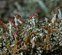 Cladonia parasitica